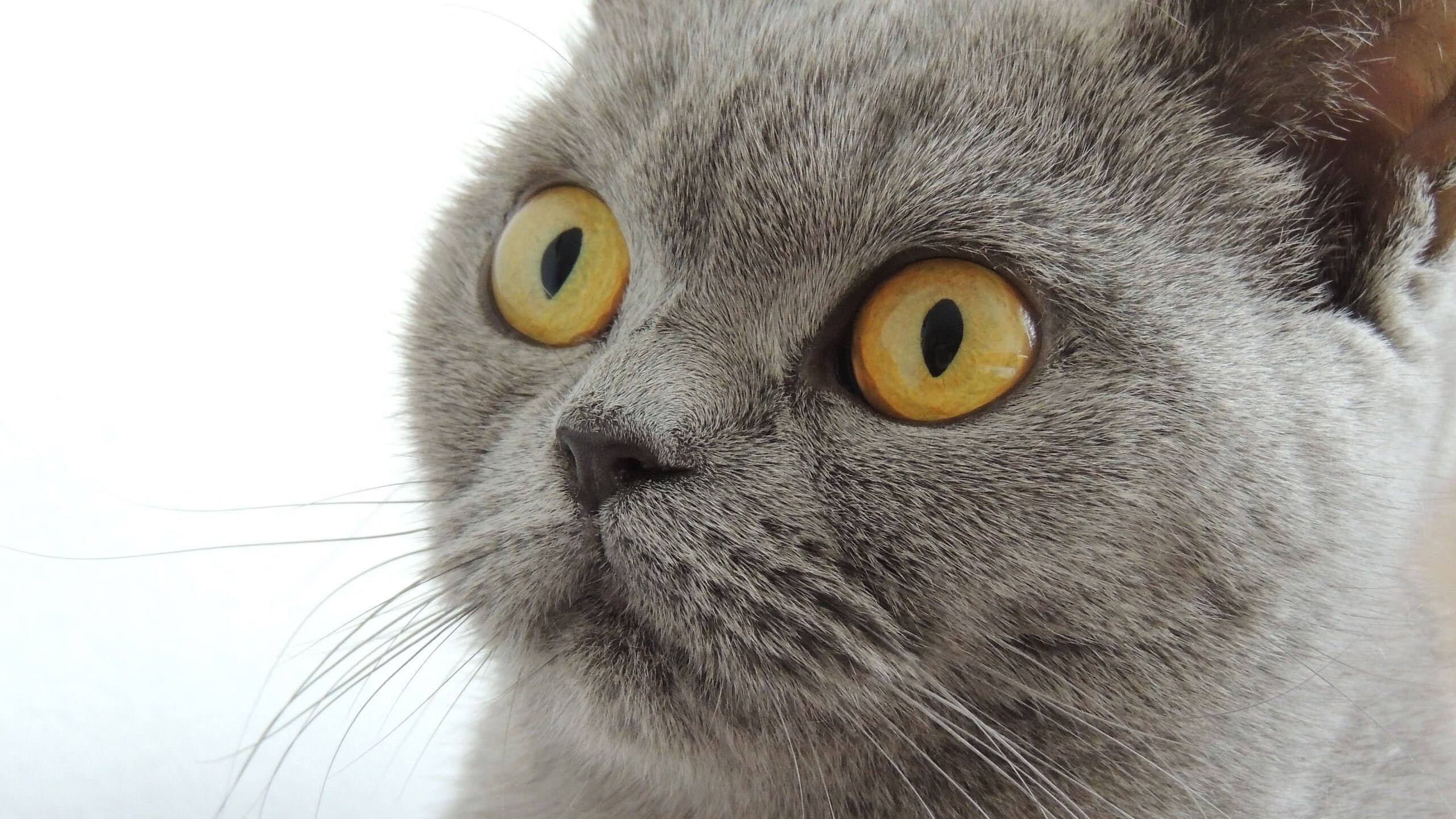 德甲：莱比锡2-1战胜汉堡，恩昆库关键进球，德甲莱比锡老板