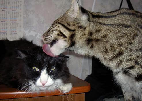 意甲阵地战：保守防守，以反击取胜，意甲的防守